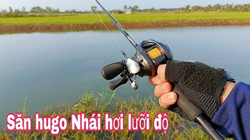 Câu Cá Lóc Lure Cá Lóc Bằng Nhái Hơi Săn hugo Bắt Ngờ Gặp Đà Điểu | Đại Ngáo Vlog 2 #9