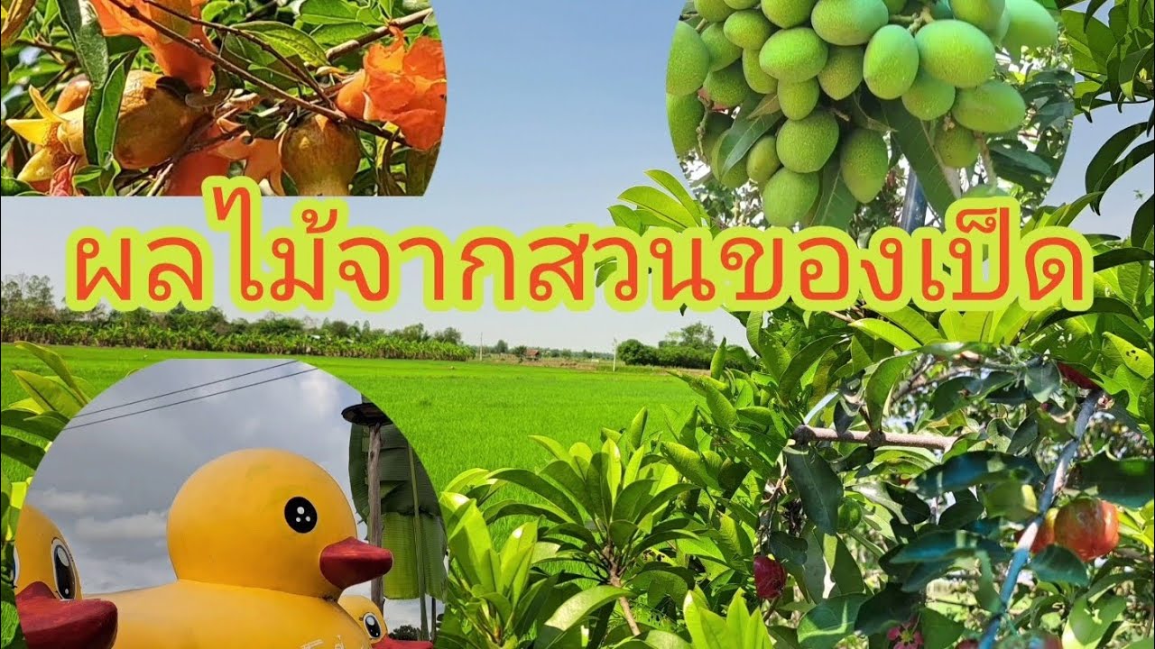 ผลไม้จากสวนของเป็ด