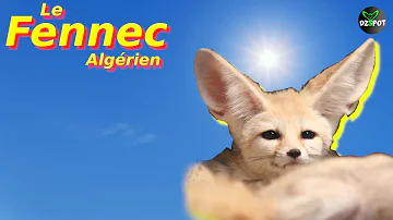 Pourquoi le fennec est le symbole de l'Algérie ?