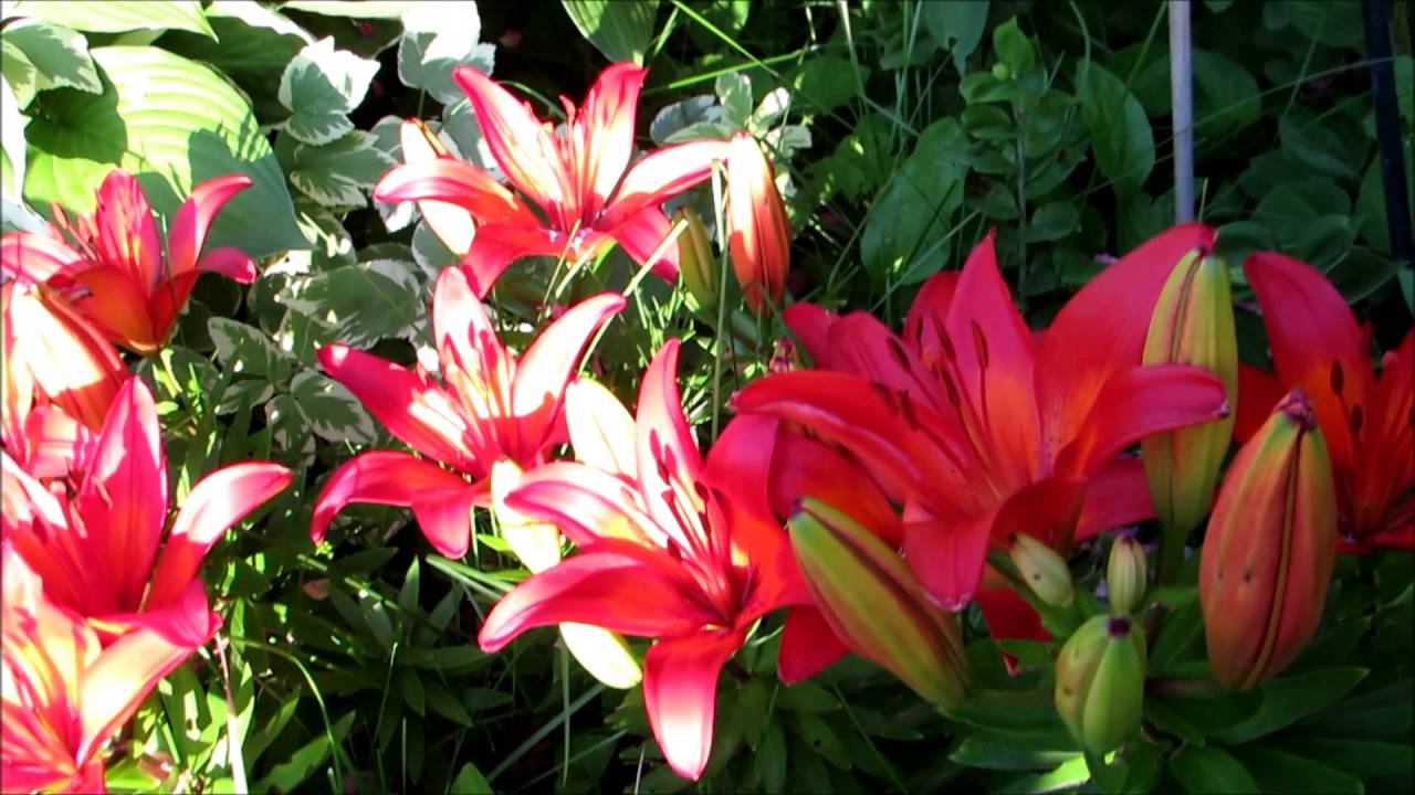 🌹My beautiful flower gardens on the first full day of summer June.21,2016🌹 YouTube