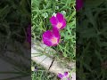 💕 Winecups flower ✨ #flowergarden #gardenplants #droughttolerantplants #groundcover