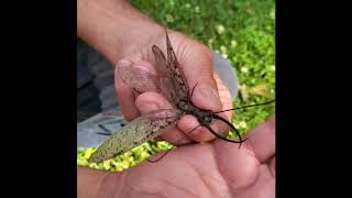 Male Dobsonfly