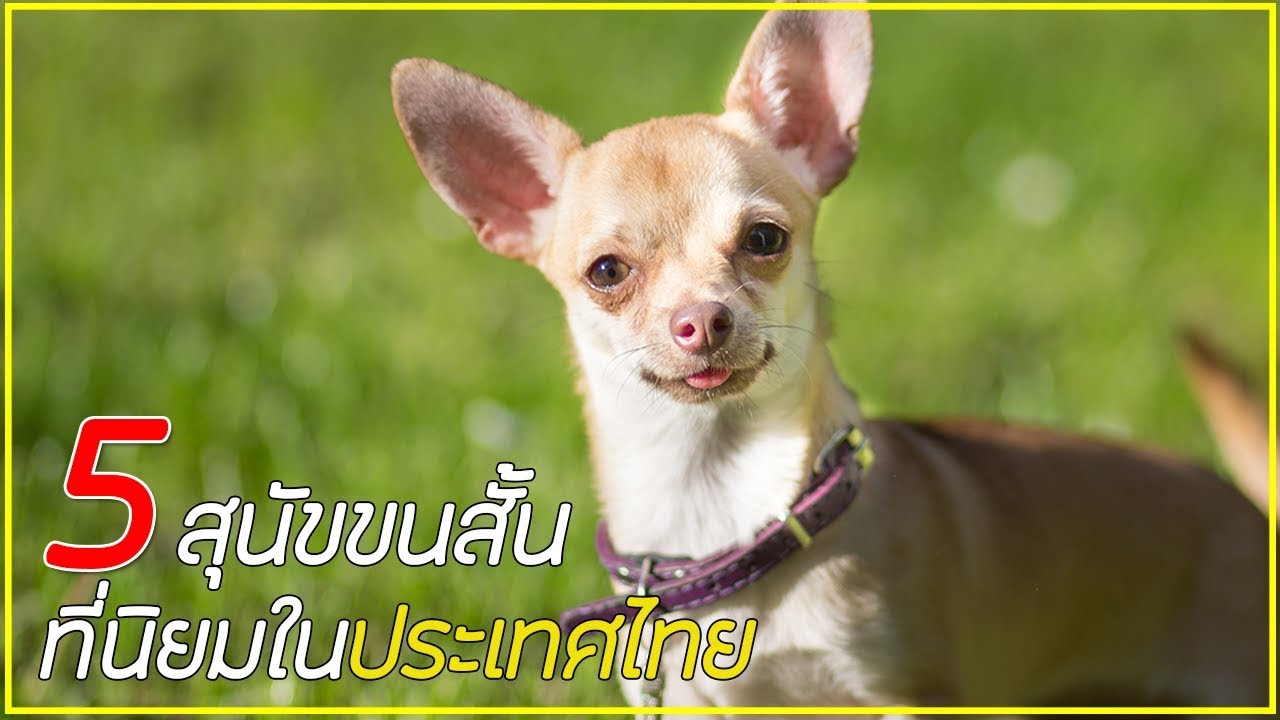 หมาขนสั้น  2022 New  5 สายพันธุ์ สุนัขขนสั้นที่นิยมในเมืองไทย
