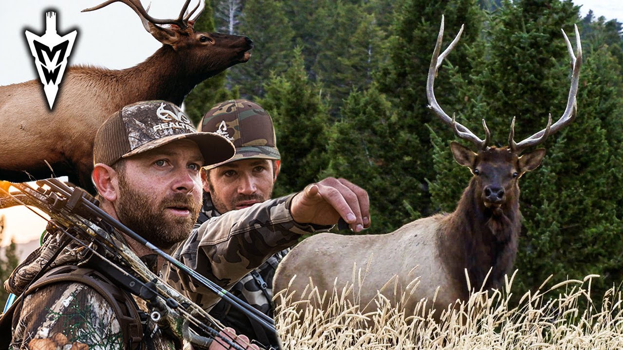 Montana Archery Elk Hunt, Three Year Journey Pt 1 Midwest Whitetail
