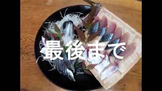 【激ウマ】長崎の養殖いけすで育ったマサバが絶品すぎるので姿づくりをしていく
