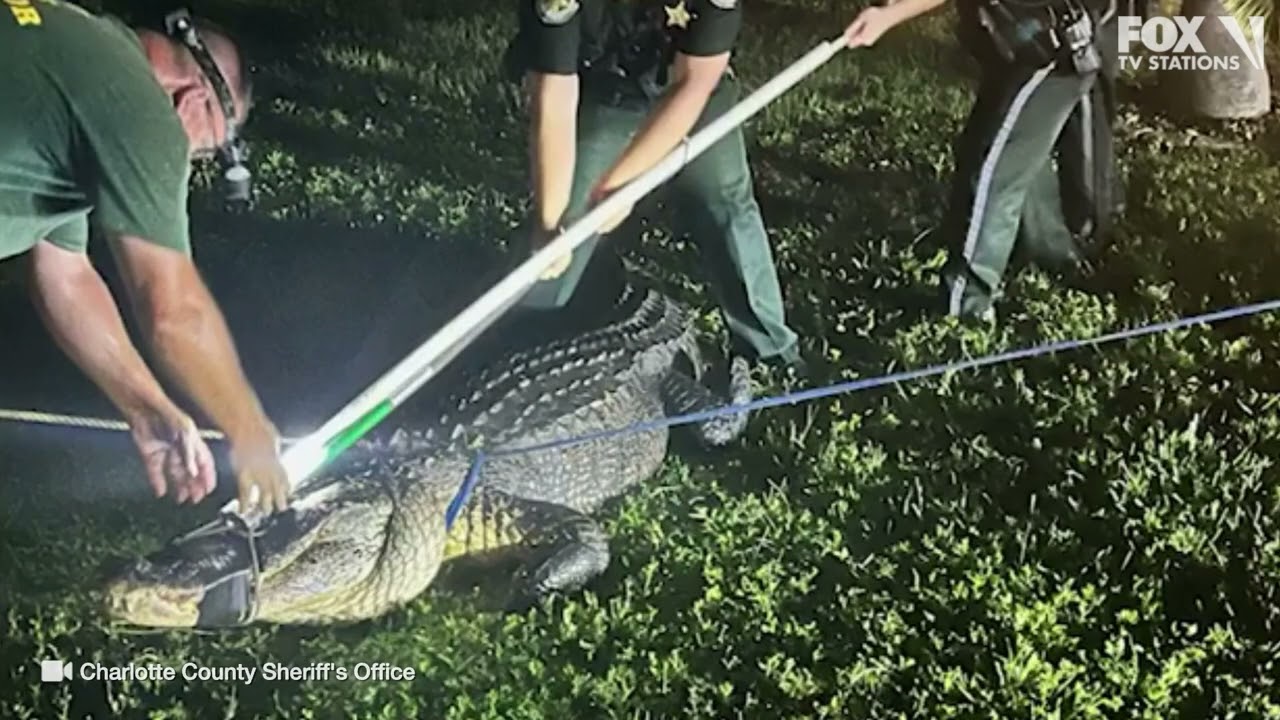 Alligator captured in Florida, found under Jeep and roars like a dinosaur