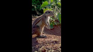 the shy neighbour of the meerkat clan