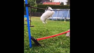 The winner of this year's bunny olympics high jump