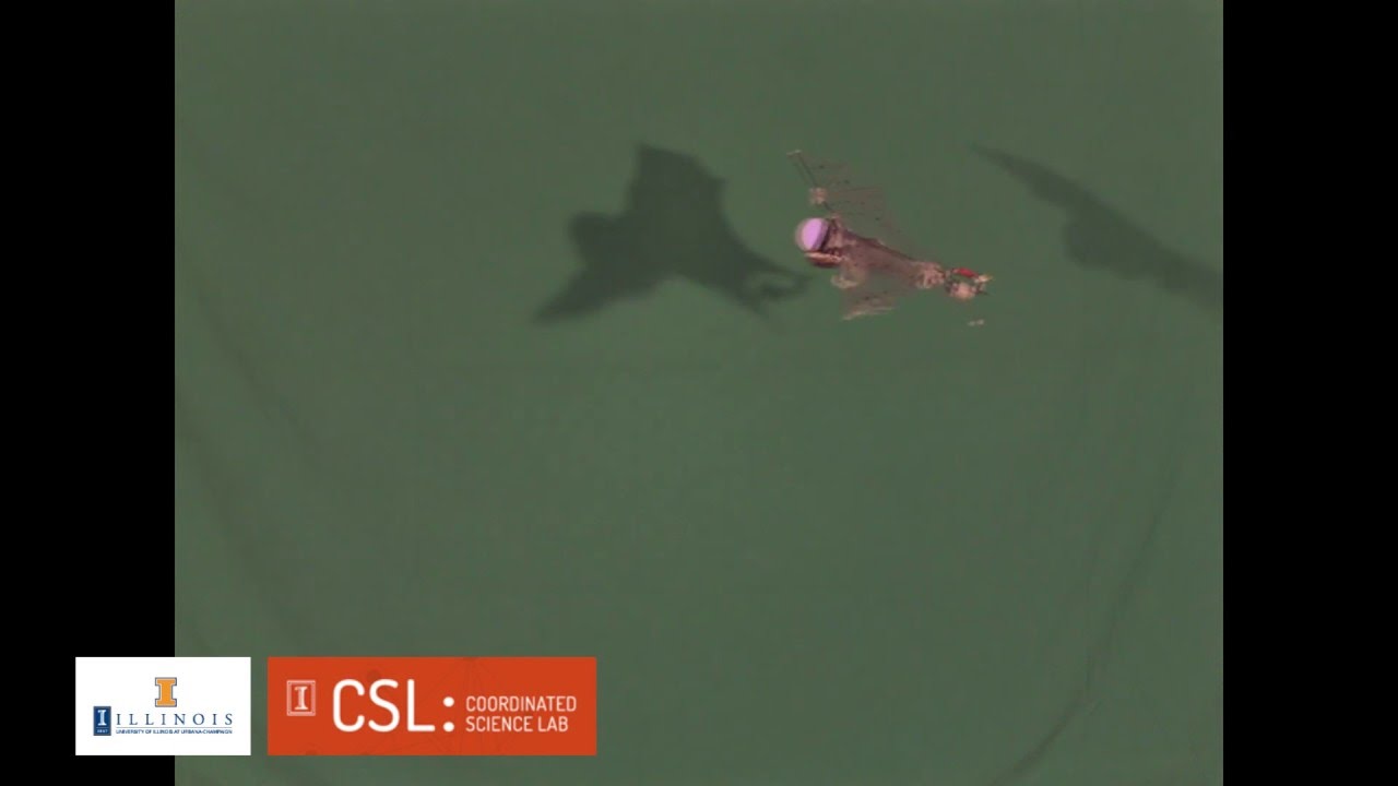 Bat Robot (B2) Dancing to Music (Slomo video of autonomous flight)