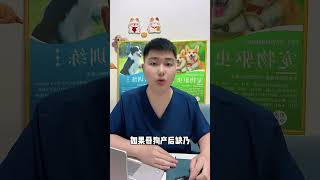 Don't Panic! 5 Smart Tips to Find Your Lost Dog