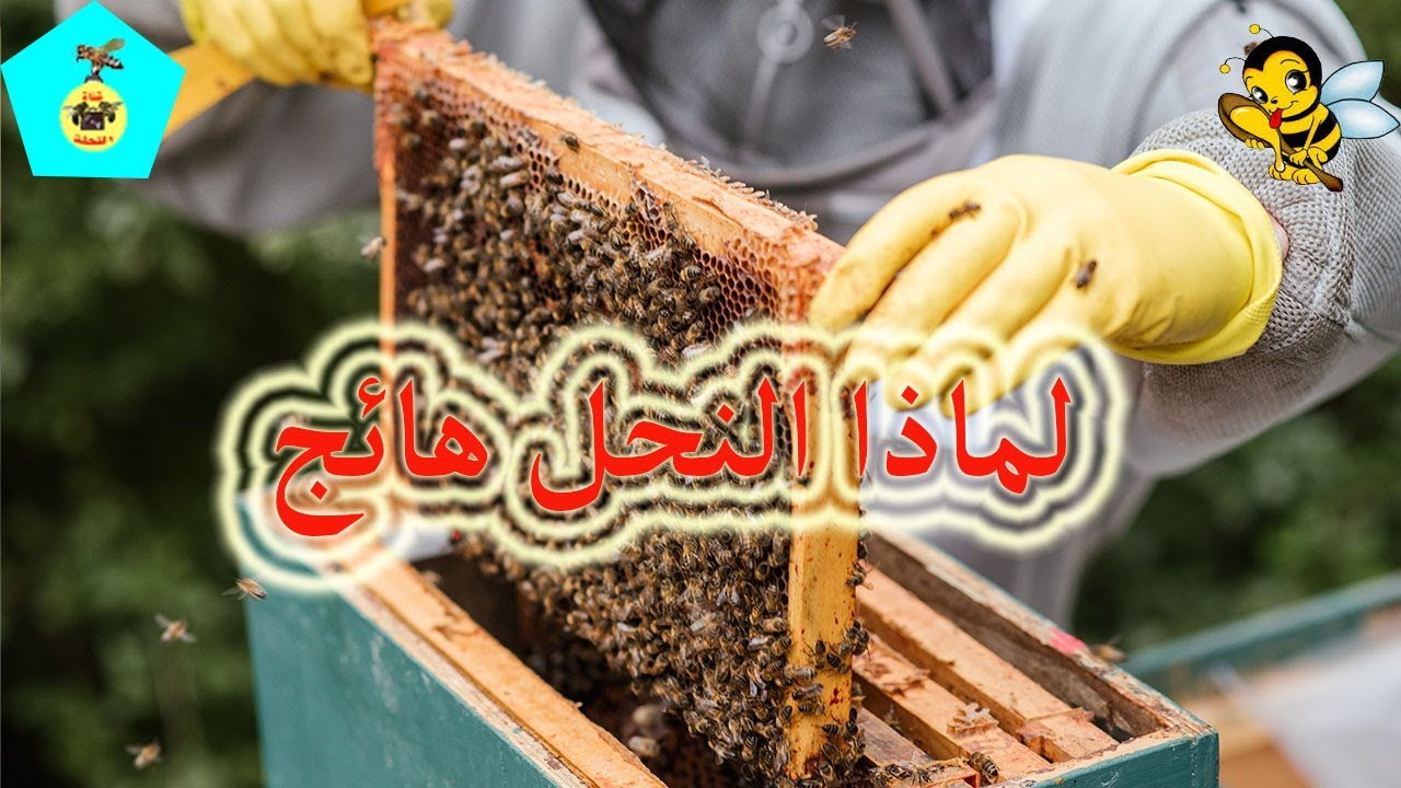 سبب هيجان النحل في هذا الوقت