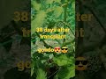 38 days after transplant - Tomato Inside Greenhouse update