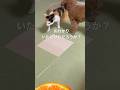 ニャにかついてきた🙀 #下半身麻痺猫 #ハンデキャップはチャームポイント