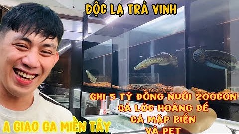 A chàng Miền Tây chi 4tỷ nuôi 200 con cá Lóc Hoàng Đế và Cá Mập biển-Thái Salem vê lốc