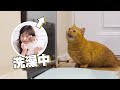 【喵来啦】橘猫去陌生美女家过夜，美女洗澡时猫在门口叫个不停！