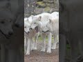 Arctic wolves photo moments in motion ❄️🐺Арктические волки фото моменты в движении ❄️🐺