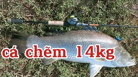 Câu Cá Chẽm 14kg Bằng Combo Máy Ngang Cần EAGLE SUPER 2 NGỌN MÁY SILLE MASTER Đồ Câu Đại Ngáo