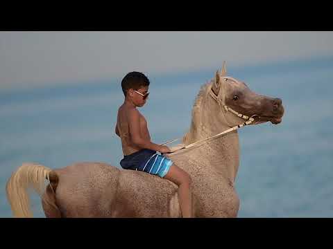 الخيل العربي مالك الهزاع فرسان الكويت حصان بحر شيلات الشامري 