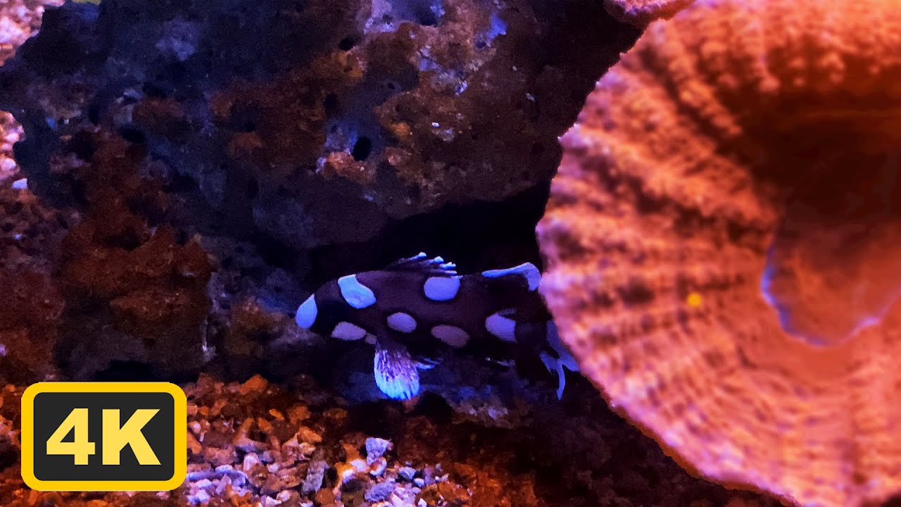 4K - Brown Kelly Fish Serenity: Aquarium Relaxation with Gentle Music ...