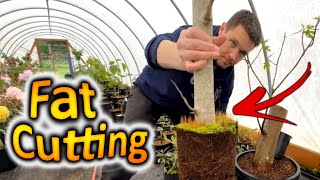 BIGGEST Cutting We've ever Rooted: How to Grow a Fig Tree From a Cutting 2 Extreme Plant propagation