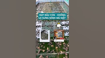 Không còn lo Ếch Sưng MÌNH MÙ mắt khi dùng bộ này#ksviet#nuoiech#forg#benhech#echsungminh#echmumat#