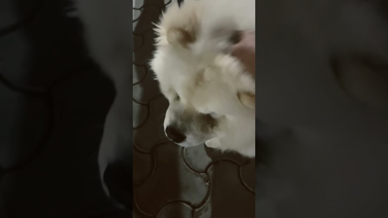 Video thumbnail: Good Dog #shorts #shortsvideo #shortsyoutube #doglover #doglove #gooddog #lionface #reels #reelit