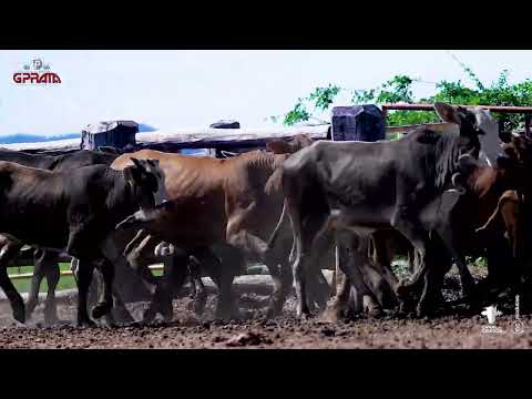 31 BEZERRAS CRUZADAS BRAHMAN X BRAFORD