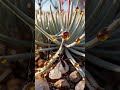 The Green Pulse: 35 | The Sticky Guardian: The Ancient Alliance of the Roridula (4K)