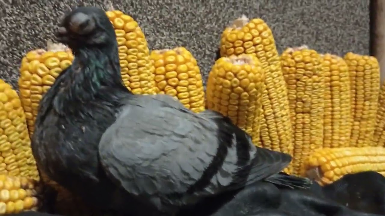 LEDWO GO URATOWAŁEM 🙈🕊️MINUSOWA TEMPERATURA PRAWIE GO ZABIŁA 🥶 POWOLI WRACA DO ŻYWYCH 👍25.11.2025🕊️