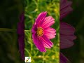 啵啵頭BOBOTO: #大波斯菊 #Cosmos #縮時攝影 #TimeLapse #花開 #微距攝影 #療癒影片 #秋季花卉 #園藝 #自然觀察
