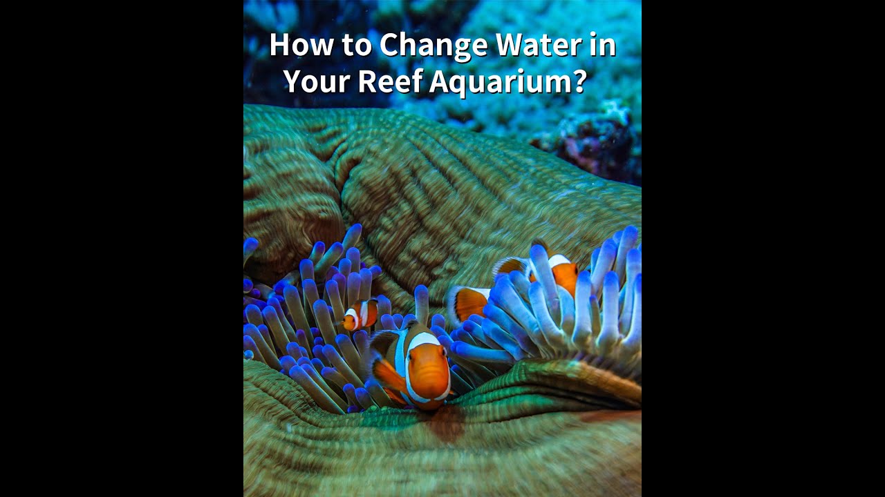 How to Change Water in Your Reef Aquarium？ YouTube