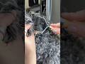 Normal brushes wouldn’t fix this. It’s in My Finds on my profile. #shorts #doggrooming #dogcare