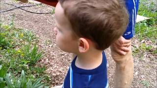 Toddler Learning to Forage by Forested 1,046 views 9 years ago 6 minutes, 52 seconds