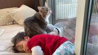 娘の寝息に合わせてフミフミする猫　ノルウェージャンフォレストキャット　A cat spoiled by a sleeping daughter