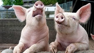 Animal Farm | Snowball v Napoleon | 60second Recap®