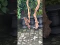 KAYU FOSIL ANTI LAPUK TAHAN LAMA