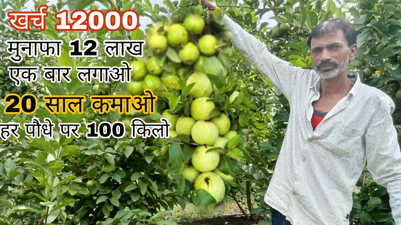 अमरूद की खेती 1 एकड़ पर 12लाख की कमाई खर्च 12000 एक बार लगाओ 20 सालों तक हार्वेस्टिंग