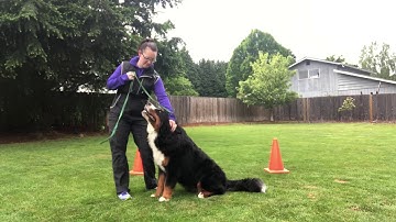 Rally Obedience Training your dog for the figure eight. How to work on tight turns for rally.