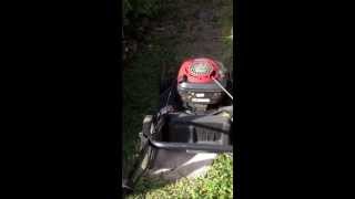 Charlie The Lawn Mower Dog