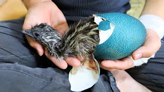 Emu baby was born