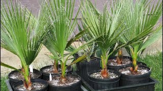 Выращивание пальмы Вашингтонии из семян. Что же выросло спустя 2 года ?
