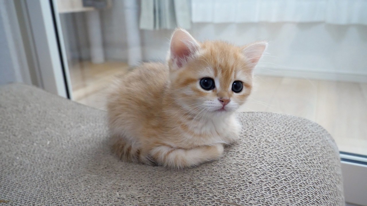 Cute kitten who finds a child playing alone and comes over to invite them to play...