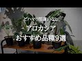 【難しいけどかわいい】アロカシアの育てかたとトラブル解決法 | 簡単な品種と難しい品種 | おすすめ種類9選