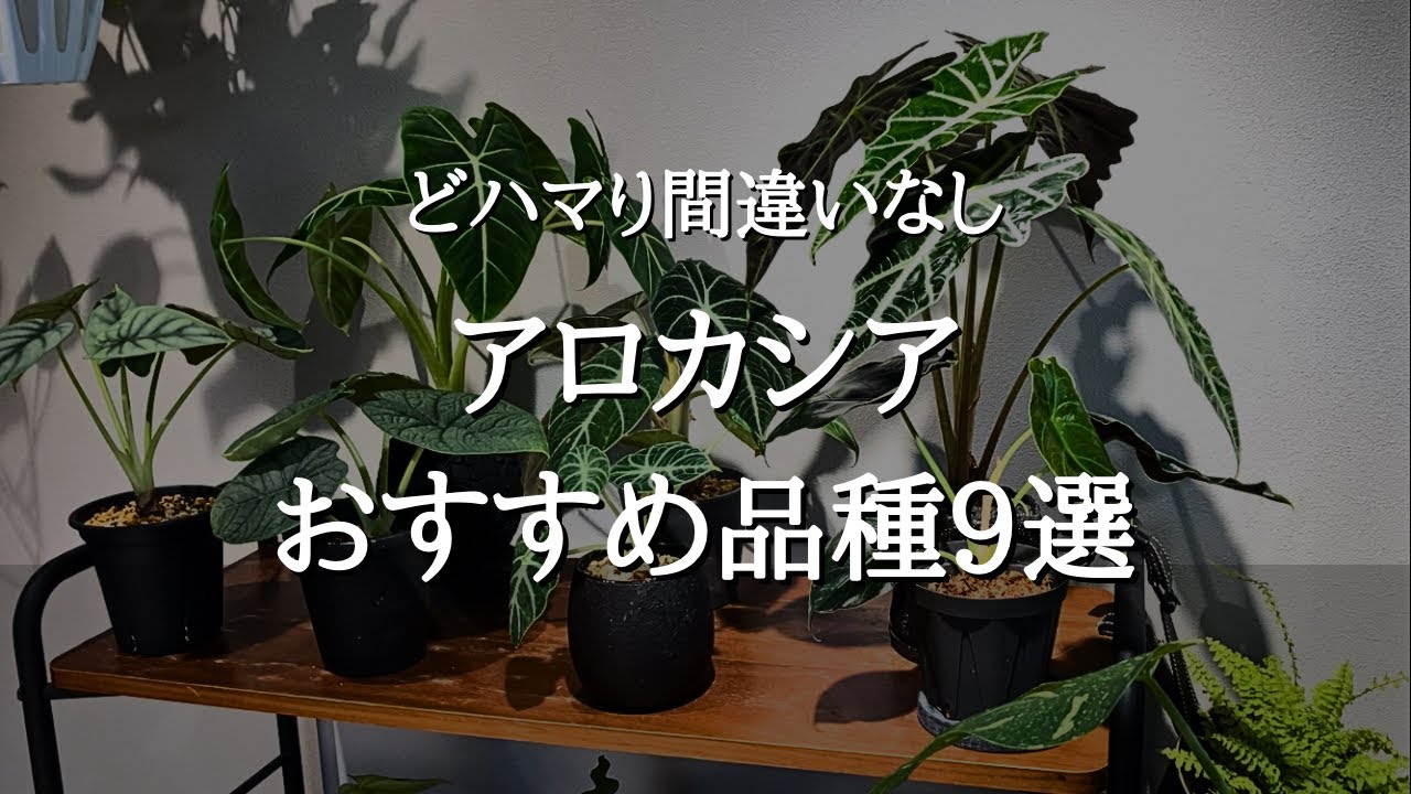 【難しいけどかわいい】アロカシアの育てかたとトラブル解決法 | 簡単な品種と難しい品種 | おすすめ種類9選