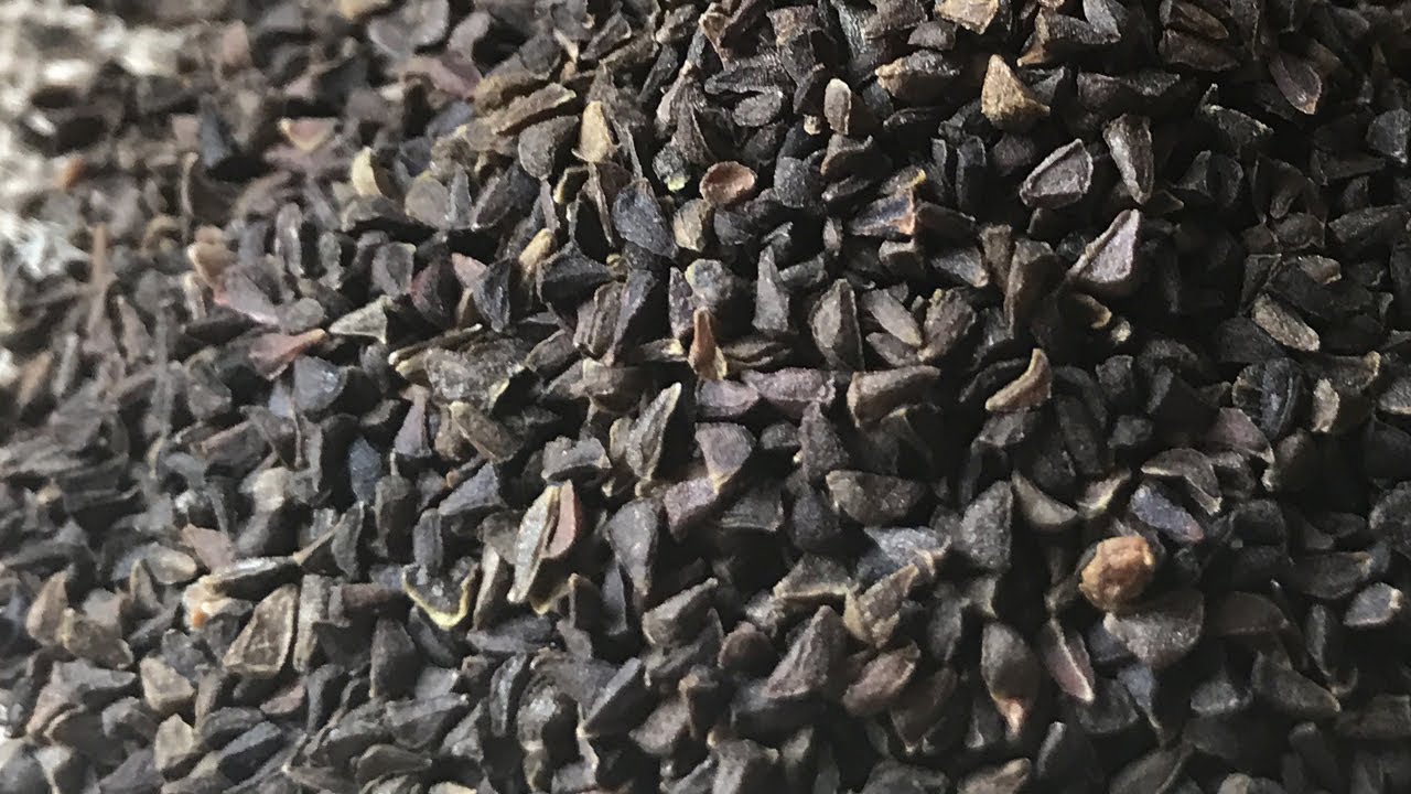 انتبه هل تعلم ماهي أضرار الحرمل وموانع الاستعمال