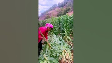 the process of removing lettuce leaves; Good ways to be more productive