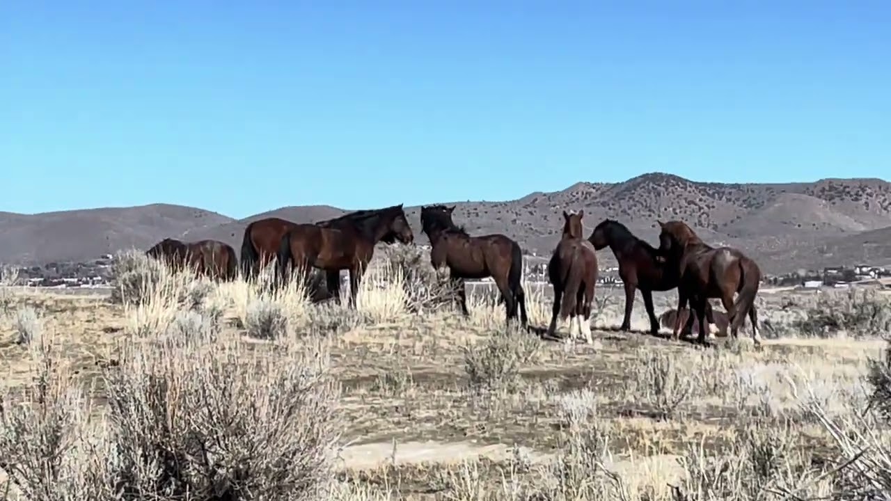 Wild Horse Gathering 