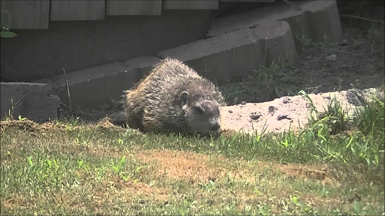 Groundhog In Backyard 5July11wmv YouTube