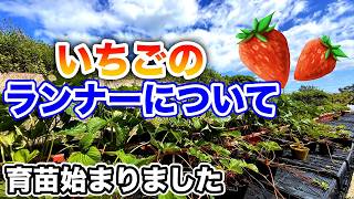 Strawberry Cultivation] If you want to increase the number of