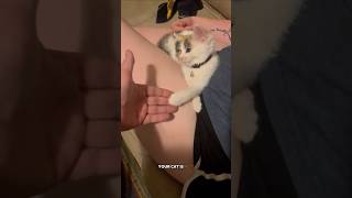 Your Cat Acts Like This For One Reason Only ?